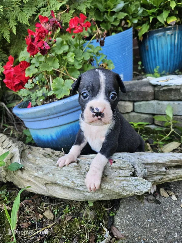 Dugg – Boxer puppy for sale in Asheboro, NC