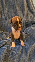 Rolo, a male Boxer for sale in Asheboro, NC – 3 of 9