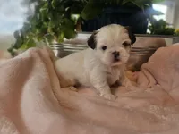 Jubi, a female Shih Tzu for sale in Asheboro, NC – Photo 1 of 3