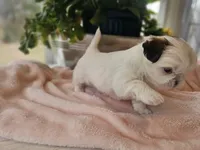 Jubi, a female Shih Tzu for sale in Asheboro, NC – Photo 2 of 3