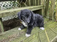 Laddie, a male Maltipoo and Yorkipoo for sale in Asheboro, NC – 5 of 7