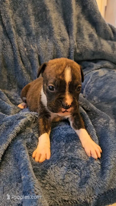 Rolo – Boxer puppy for sale in Asheboro, NC