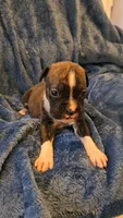 Rolo, a male Boxer for sale in Asheboro, NC – 1 of 9