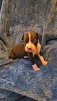 Dugg, a male Boxer for sale in Asheboro, NC – 6 of 9
