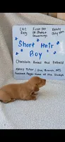 Short hair chocolate based red piebald , a male Miniature Dachshund for sale in Olive Branch, MS – 3 of 6