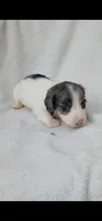 Long hair black dapple piebald boy , a male Miniature Dachshund for sale in Olive Branch, MS – 3 of 7