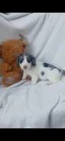 Long hair Dapple Piebald , a male Miniature Dachshund for sale in Olive Branch, MS – 3 of 9