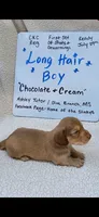 Long hair chocolate and cream , a male Miniature Dachshund for sale in Olive Branch, MS – 2 of 6