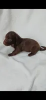 Long hair chocolate girl , a female Miniature Dachshund for sale in Olive Branch, MS – 6 of 7