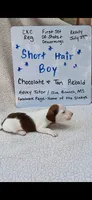 Short hair Chocolate and tan piebald , a male Miniature Dachshund for sale in Olive Branch, MS – 2 of 6