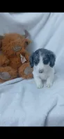 Long hair Dapple Piebald , a male Miniature Dachshund for sale in Olive Branch, MS – 7 of 9