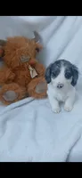 Long hair Dapple Piebald , a male Miniature Dachshund for sale in Olive Branch, MS – 2 of 9