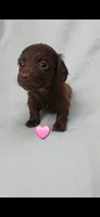 Long hair chocolate girl , a female Miniature Dachshund for sale in Olive Branch, MS – 1 of 7