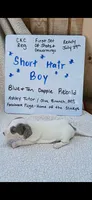 Short hair Blue and tan dapple piebald , a male Miniature Dachshund for sale in Olive Branch, MS – 3 of 6