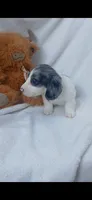 Long hair Dapple Piebald , a male Miniature Dachshund for sale in Olive Branch, MS – 9 of 9
