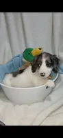 Long hair Dapple Piebald , a male Miniature Dachshund for sale in Olive Branch, MS – 6 of 7