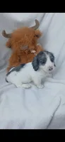 Long hair Dapple Piebald , a male Miniature Dachshund for sale in Olive Branch, MS – 4 of 9