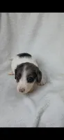 Long hair black dapple piebald boy , a male Miniature Dachshund for sale in Olive Branch, MS – 2 of 7