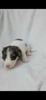 Long hair black dapple piebald boy , a male Miniature Dachshund for sale in Olive Branch, MS – 4 of 7