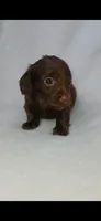 Long hair chocolate girl , a female Miniature Dachshund for sale in Olive Branch, MS – 3 of 7