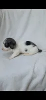 Long hair black dapple piebald boy , a male Miniature Dachshund for sale in Olive Branch, MS – 7 of 7