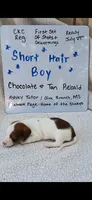 Short hair Chocolate and tan piebald , a male Miniature Dachshund for sale in Olive Branch, MS – 4 of 6
