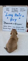 Long hair chocolate and cream , a male Miniature Dachshund for sale in Olive Branch, MS – 3 of 6