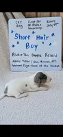 Short hair Blue and tan dapple piebald , a male Miniature Dachshund for sale in Olive Branch, MS – 4 of 6