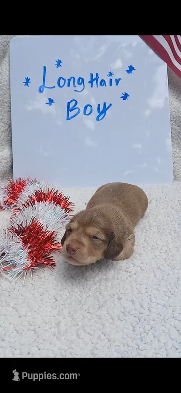 Chocolate and cream  – Miniature Dachshund puppy for sale in Olive Branch, MS