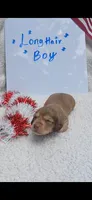Chocolate and cream , a male Miniature Dachshund for sale in Olive Branch, MS – 1 of 1