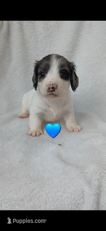 Long hair black dapple piebald boy  – Miniature Dachshund puppy for sale in Olive Branch, MS