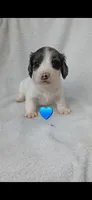 Long hair black dapple piebald boy , a male Miniature Dachshund for sale in Olive Branch, MS – 1 of 7