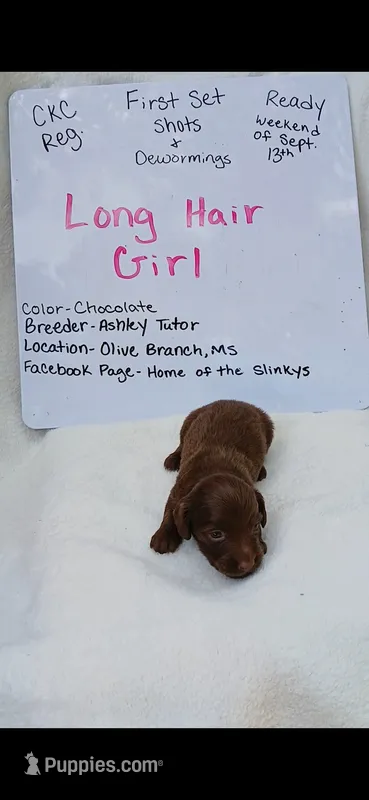 Long hair Chocolate  – Miniature Dachshund puppy for sale in Olive Branch, MS