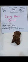 Long hair Chocolate , a female Miniature Dachshund for sale in Olive Branch, MS – 1 of 1