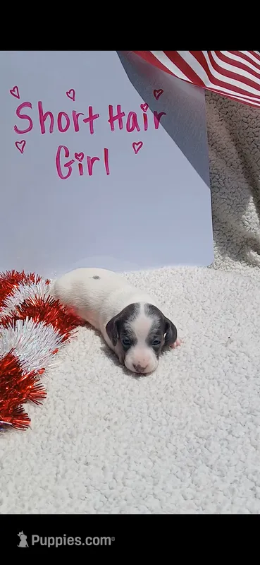 Blue and tan piebald  – Miniature Dachshund puppy for sale in Olive Branch, MS