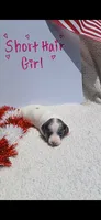 Blue and tan piebald , a female Miniature Dachshund for sale in Olive Branch, MS – 1 of 1