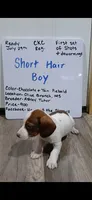 Short hair Chocolate and tan piebald , a male Miniature Dachshund for sale in Olive Branch, MS – 3 of 3