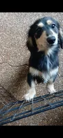 Short hair chocolate based red piebald , a male Miniature Dachshund for sale in Olive Branch, MS – 6 of 6