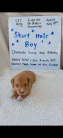 Short hair chocolate based red piebald , a male Miniature Dachshund for sale in Olive Branch, MS – 1 of 6