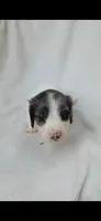 Long hair black dapple piebald boy , a male Miniature Dachshund for sale in Olive Branch, MS – 5 of 7
