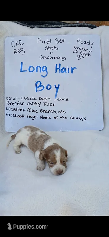 Long hair Isabella dapple piebald  – Miniature Dachshund puppy for sale in Olive Branch, MS