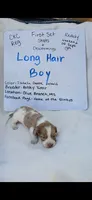 Long hair Isabella dapple piebald , a male Miniature Dachshund for sale in Olive Branch, MS – 1 of 1