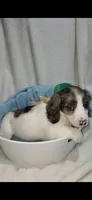 Long hair Dapple Piebald , a male Miniature Dachshund for sale in Olive Branch, MS – 4 of 7