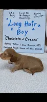 Long hair chocolate and cream , a male Miniature Dachshund for sale in Olive Branch, MS – 4 of 6