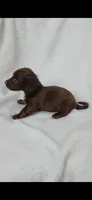 Long hair chocolate girl , a female Miniature Dachshund for sale in Olive Branch, MS – 7 of 7