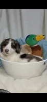 Long hair Dapple Piebald , a male Miniature Dachshund for sale in Olive Branch, MS – 5 of 7