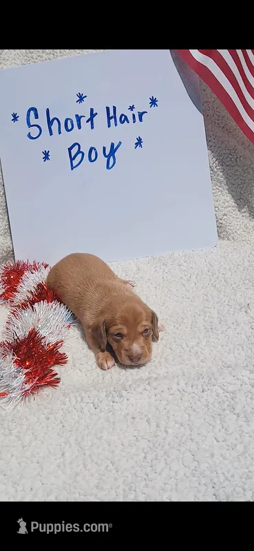 Chocolate based ee red piebald  – Miniature Dachshund puppy for sale in Olive Branch, MS