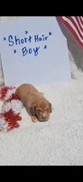 Chocolate based ee red piebald , a male Miniature Dachshund for sale in Olive Branch, MS – 1 of 1