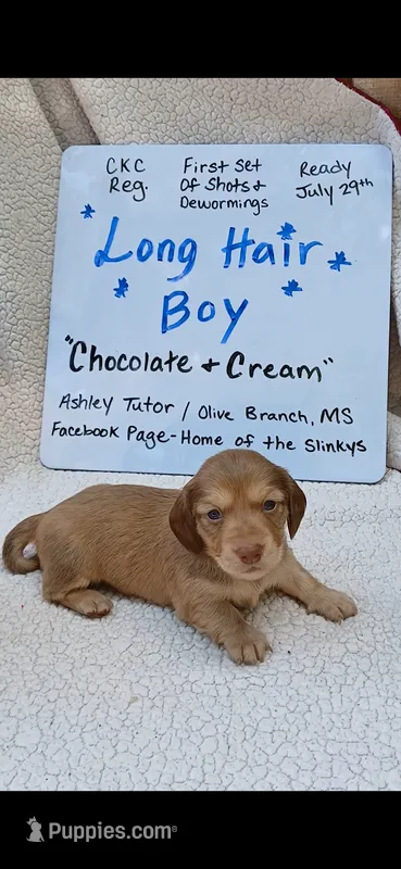 Long hair chocolate and cream  – Miniature Dachshund puppy for sale in Olive Branch, MS