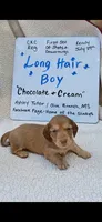 Long hair chocolate and cream , a male Miniature Dachshund for sale in Olive Branch, MS – 1 of 6